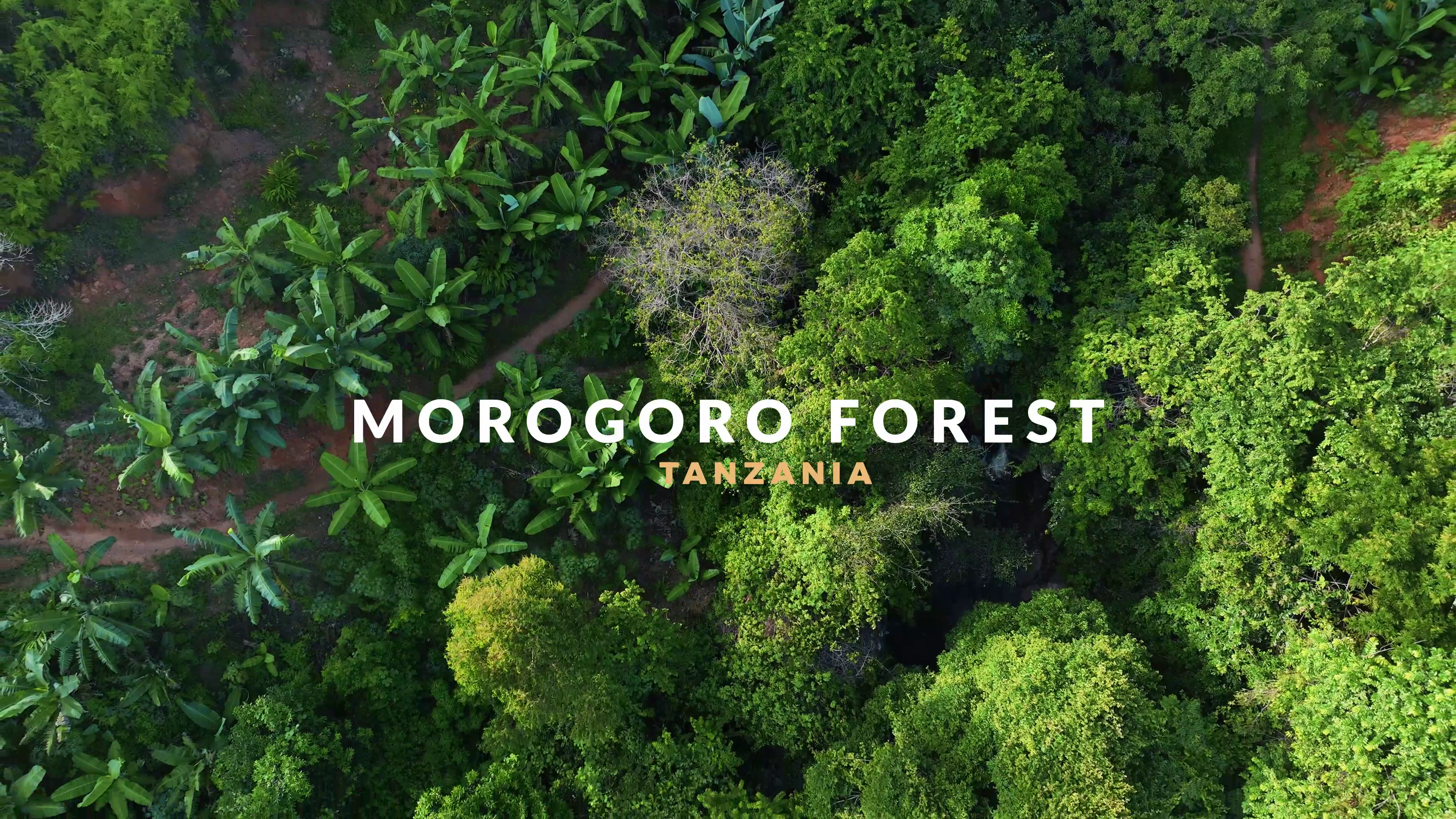 PICTURE OF A FOREST